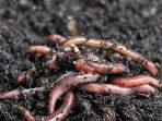 Panduan-cara-beternak-cacing-tanah-untuk-pemula (1)