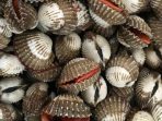 Kerang-Penyebab-Kolesterol-750x375
