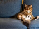cat-8446390_640